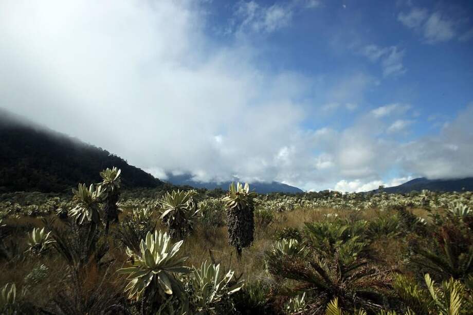 Fotografía de un páramo azonal en Nariño. / Sergio Silva Numa