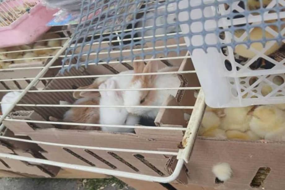 Los animales permanecían en malas condiciones en el espacio público del barrio Egipto, en el marco de la celebración de la fiesta de Reyes y Epifanía.