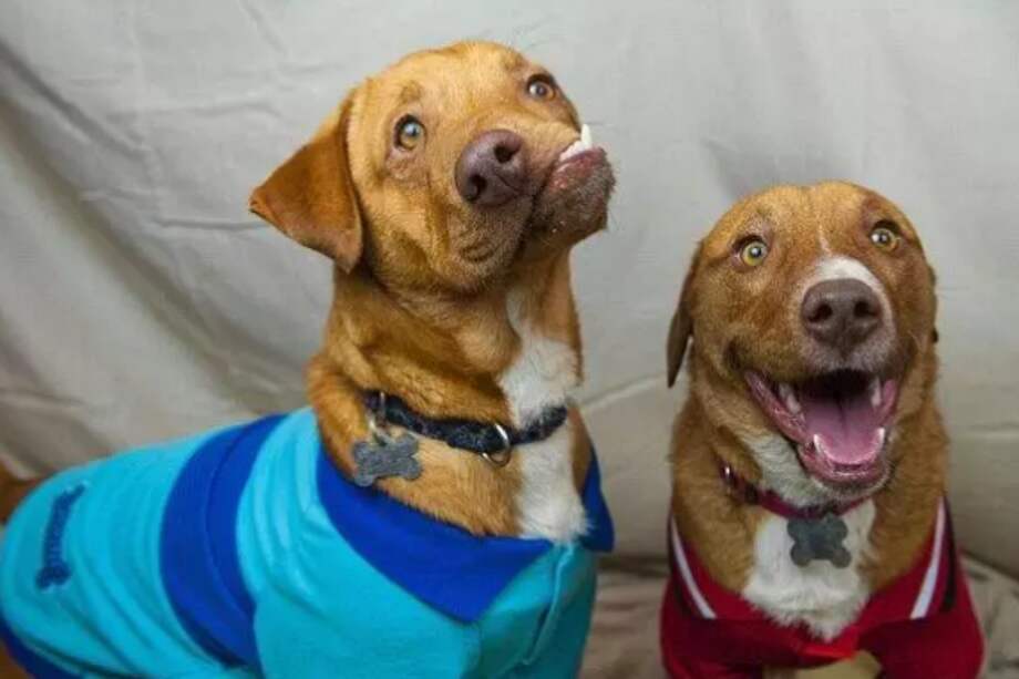 Picasso y su hermano Pablo fueron abandonados luego de que su dueño no los lograra vender.