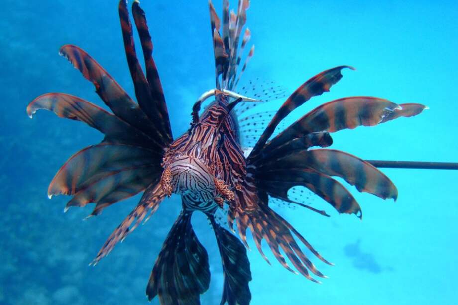 Campaña invita a optar por la pesca y consumo del pez león en Colombia