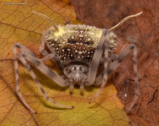 Por primera vez, descubren una especie de araña que imita la apariencia de un hongo parásito