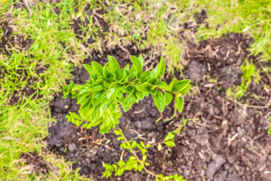 Restauración ecológica en la ciudad.