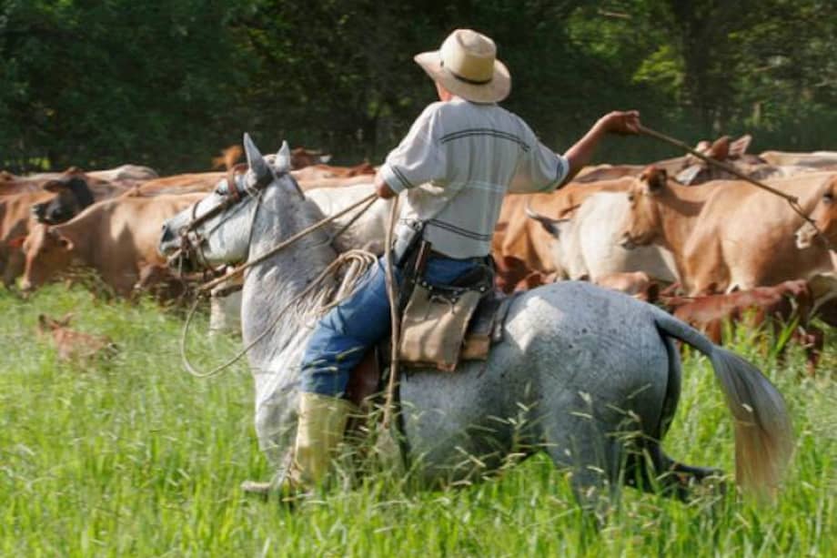 Los cantos de Los Llanos, propios de la actividad ganadera e interpretados a capella mientras se trabaja con los animales, buscan esa inclusión en un momento en que cada vez son menos las personas que lo pueden conservar.
