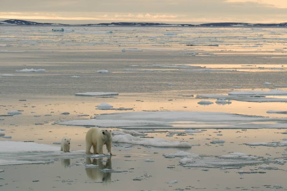 Imagen de referencia. La pérdida de hielo es una de las problemáticas que más afecta a los osos polares en el mundo.