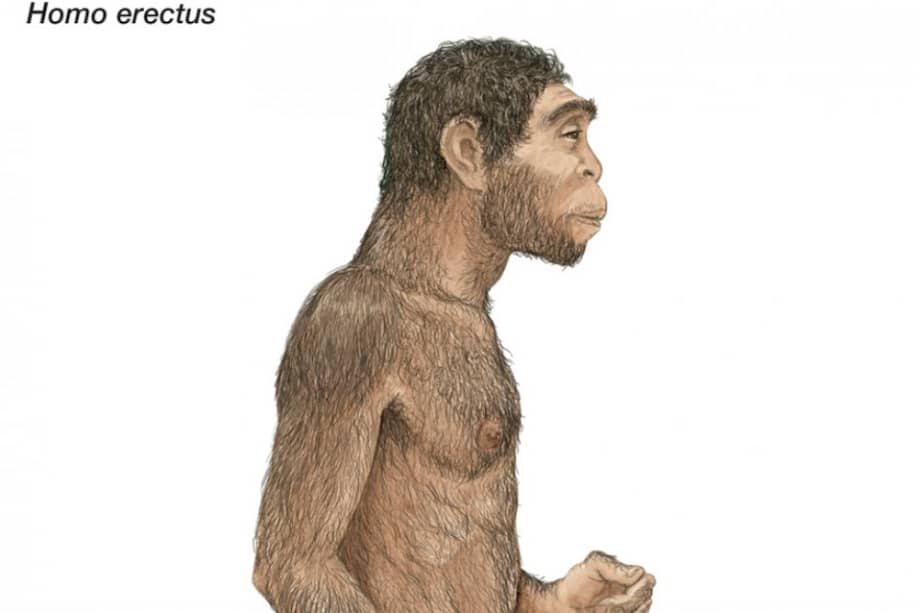 El ‘Homo erectus’, antepasado de los hombres. / Internet