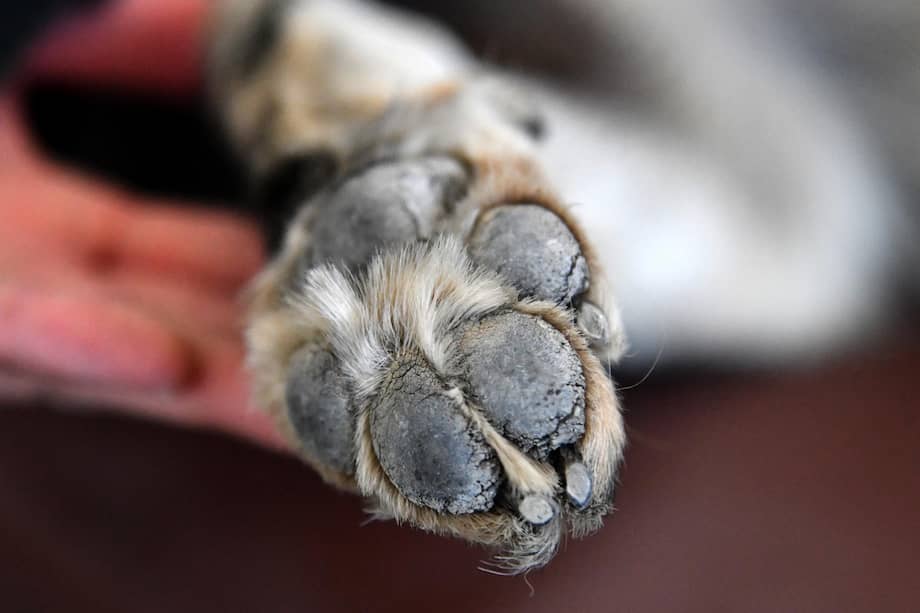 Imagen de referencia. La Unidad de Protección Animal de Manizales rechazó la muerte del perro y anunció que acompañará la investigación para esclarecer las circunstancias en las que ocurrió el caso.