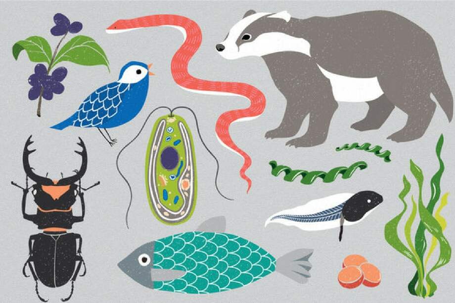 La iniciativa permitirá secuenciar los genomas de todas las especies conocidas del planeta. / Graphic by Mirhee Lee