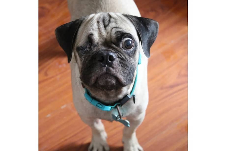 Rocky es un dulce perro que busca un hogar responsable y lleno de amor.