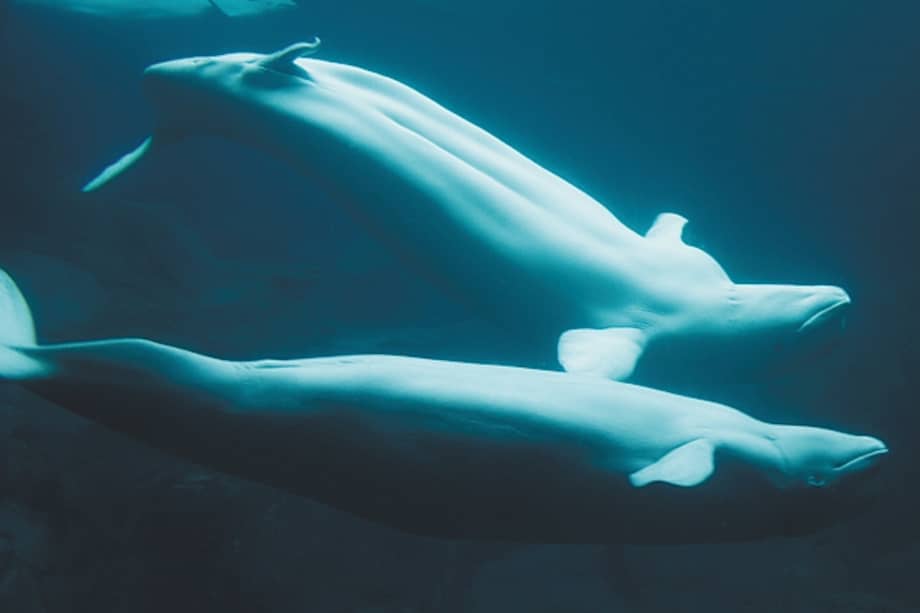 Las belugas que crecen cerca de los humanos tienden a desarrollar tumores y están amenazadas por la caza. / Flickr