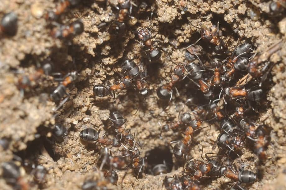 Un colonia insólita de hormigas carpinteras (Formica polyctena) ha prosperado sobre la tubería de ventilación vertical del búnker en Polonia.
/ WOJCIECH STEPHAN - Archivo