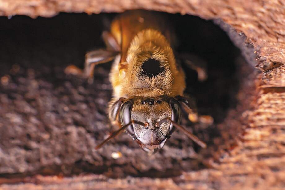 Al parecer, la abejas murieron por envenenamiento.