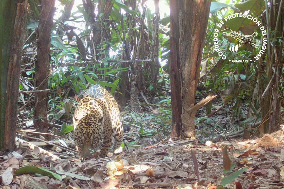 Imagen de captada por una de las cámaras de monitoreo del Corredor del Jaguar del Guaviare.