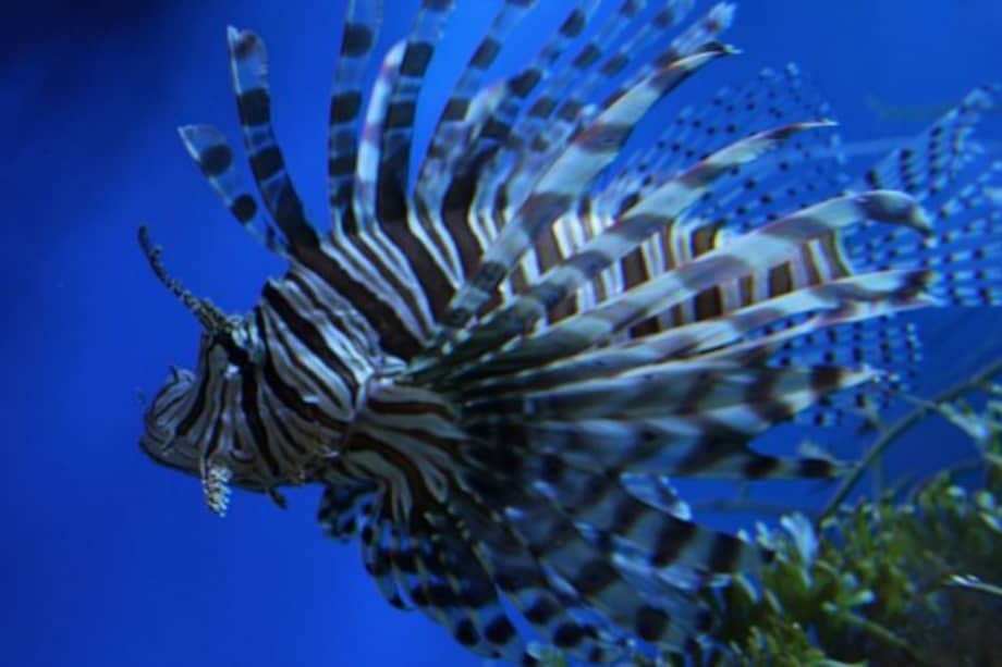 Cuba lleva a la mesa al pez león, el invasor del Caribe