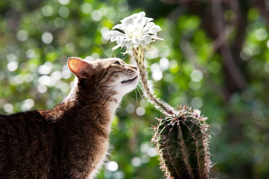 Consulte a su veterinario antes de poner una nueva planta en su hogar.