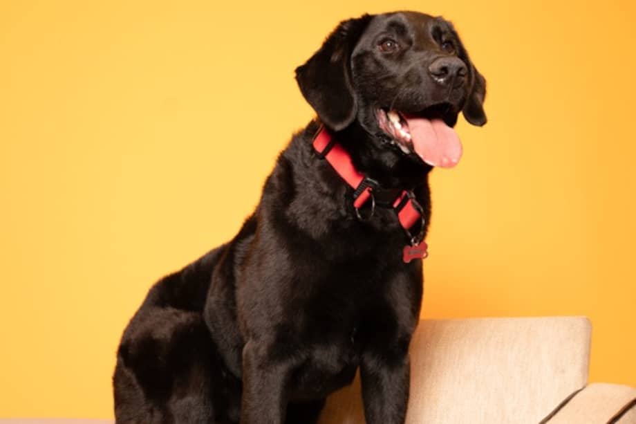 Cada uno de estos perros representa una historia de transformación y una nueva oportunidad de vida.