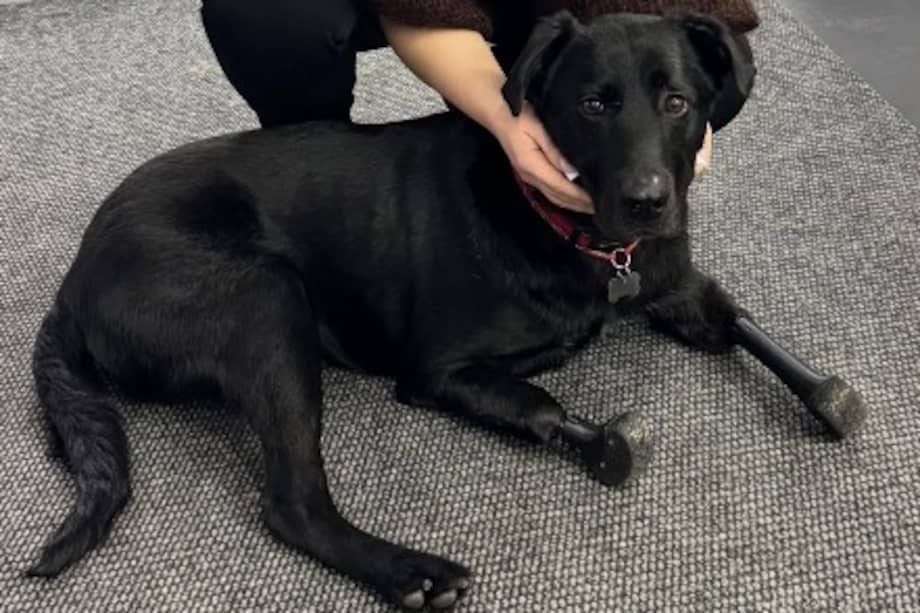 Bioingenieros ucranianos diseñaron para Lavr implantes de titanio mediante osteointegración, una tecnología que permite que el metal se fusione directamente con el hueso.