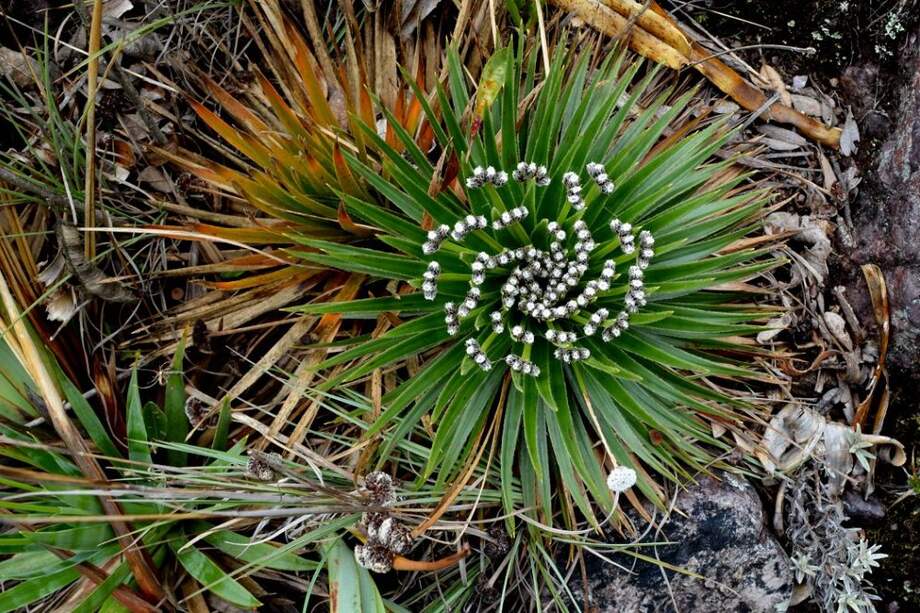 Esta especie de Polylepis quadrijuga hace parte del grupo de árboles que forman bosques típicos de páramo. Alcanza una altura máxima de hasta 10 metros, cuya corteza se desprende en tiras rojizas y sus flores son rosadas. Crédito: César Marín