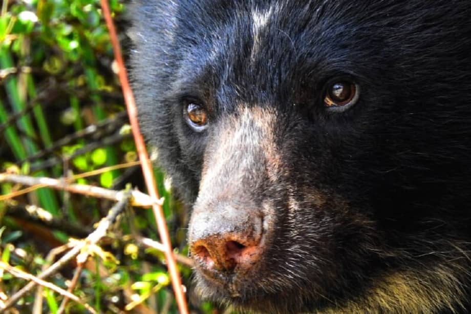 El oso de anteojos es una especie sombrilla, pues su protección contribuye a la de otras especies silvestres y ecosistemas que proveen agua. / Felipe Veloza Romero, grupo de Biodiversidad, Corporación Autónoma Regional de Cundinamarca.