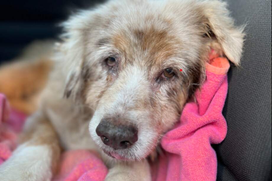 Jazzy desarrolló artritis y estaba en malas condiciones cuando la encontraron.