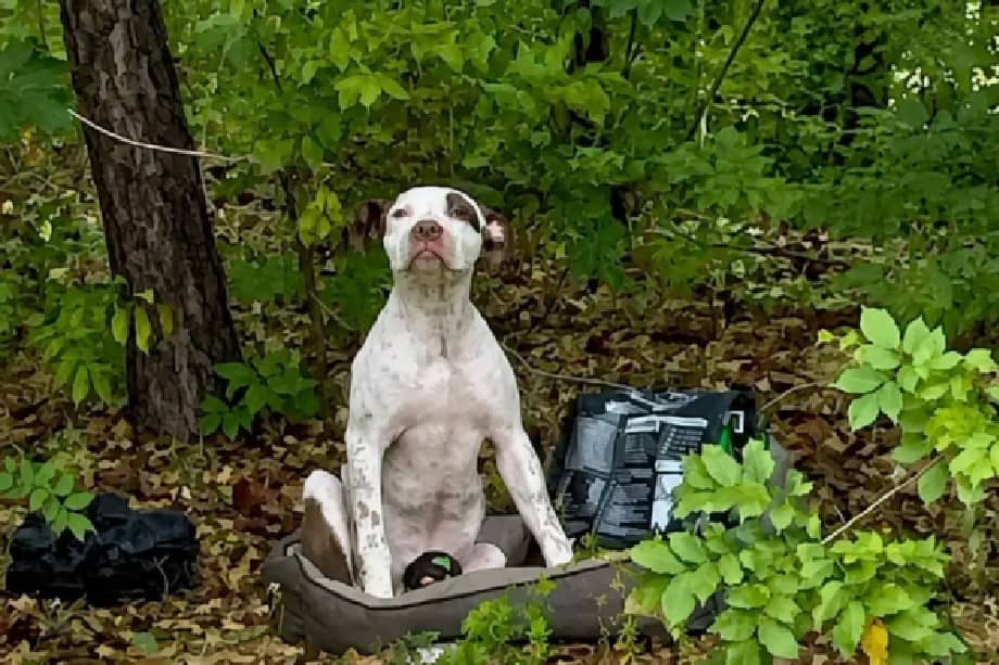 Hank, el cachorro de ocho meses que fue rescatado tras ser abandonado en un bosque, hoy disfruta de una segunda oportunidad junto a su nueva familia.