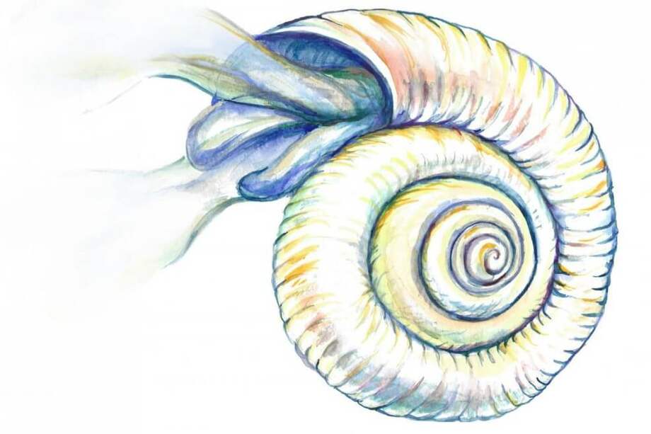 Ilustración de microorganismos. / Kristen Krumhardt / University of Colorado Boulder.