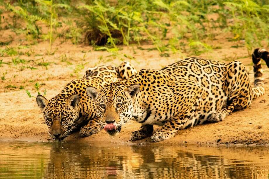 El jaguar habita 18 países del continente americano. / Carlos Eduardo Fragoso - WWF Brasil.