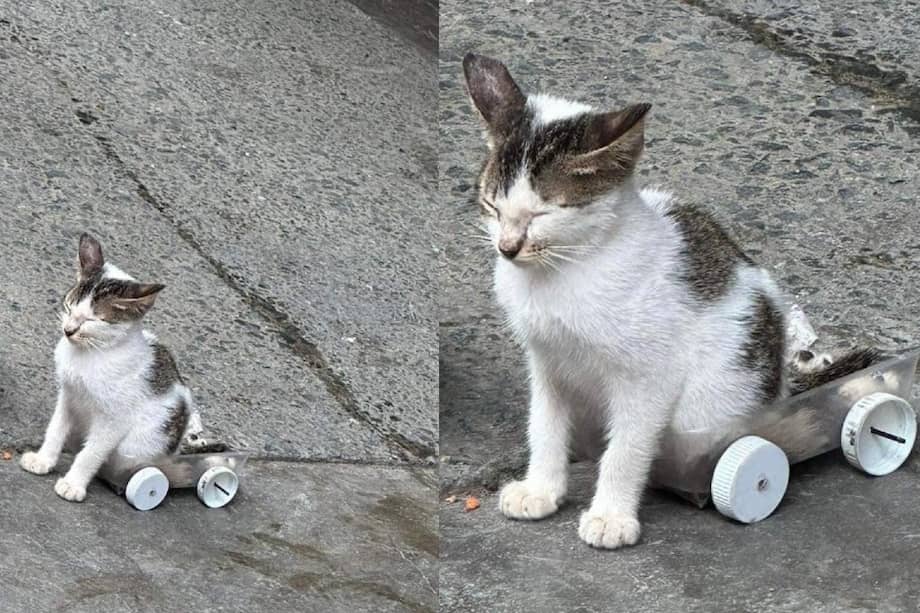 Ella es Cien, una gatita que fue rescatada en Manila, Filipinas.