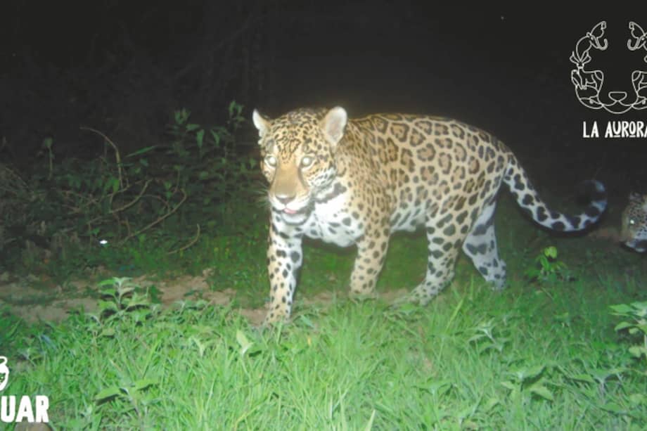 Ha crecido el número de individuos registrados cada año: pasaron de cinco en 2014 a 28 en 2022 / Hato La Aurora