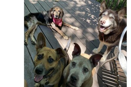 Le dispararon y la abandonaron, ahora esta perrita tiene una familia de verdad