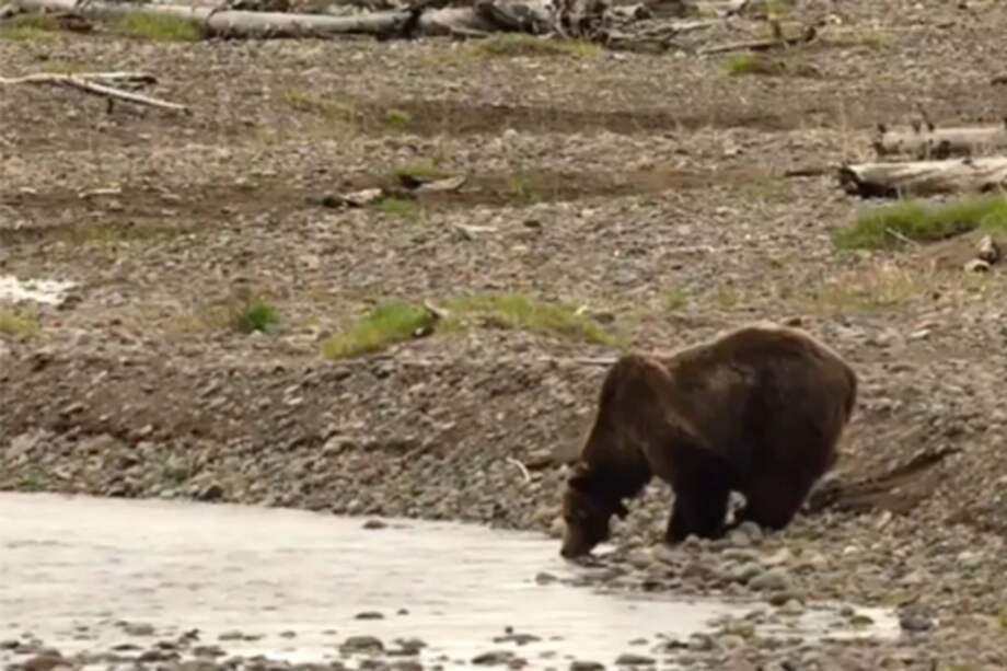 Abatido a tiros el oso Scarface, el animal más famoso de Yellowstone