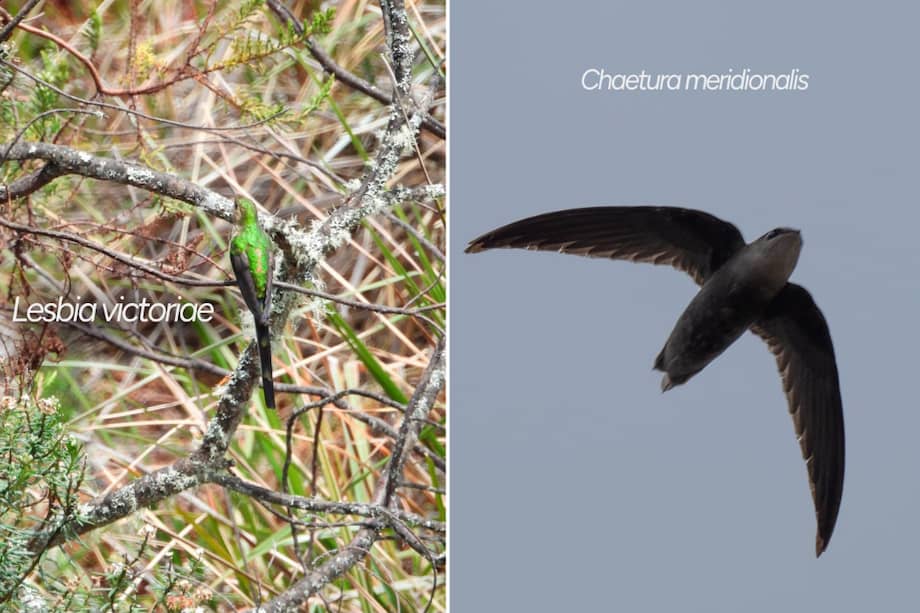 Se trata de una especie de colibrí y de un ave migratoria.