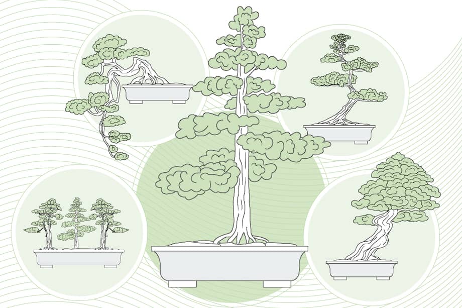 Bonsái, el arte del árbol en miniatura