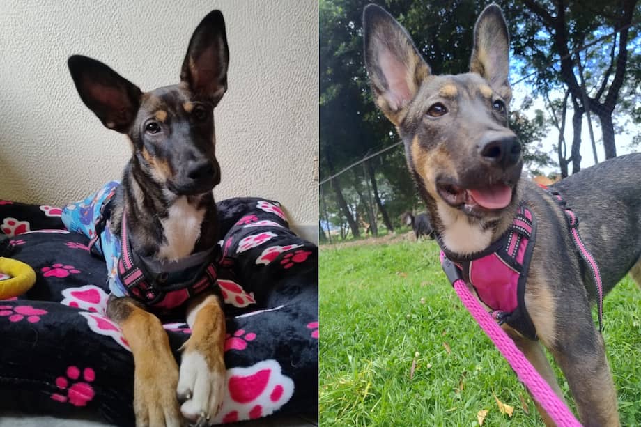 Si quiere adoptar a Vicky, escriba al 315 285 4716.