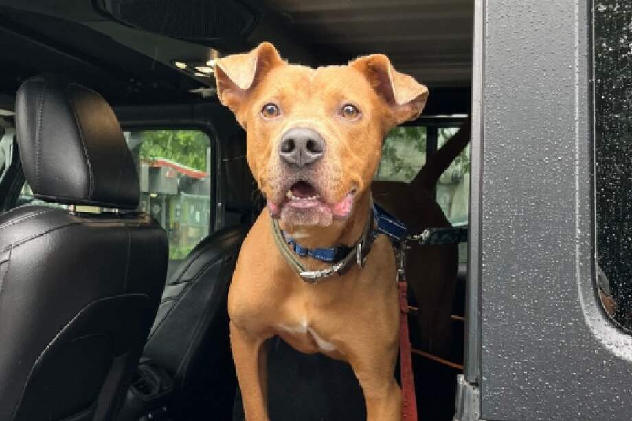 Si bien aún está en proceso de recuperación, su destino es más esperanzador que el de muchos: tiene familiares sobrevivientes que, a pesar de haberlo perdido todo, desean seguir cuidando de él.