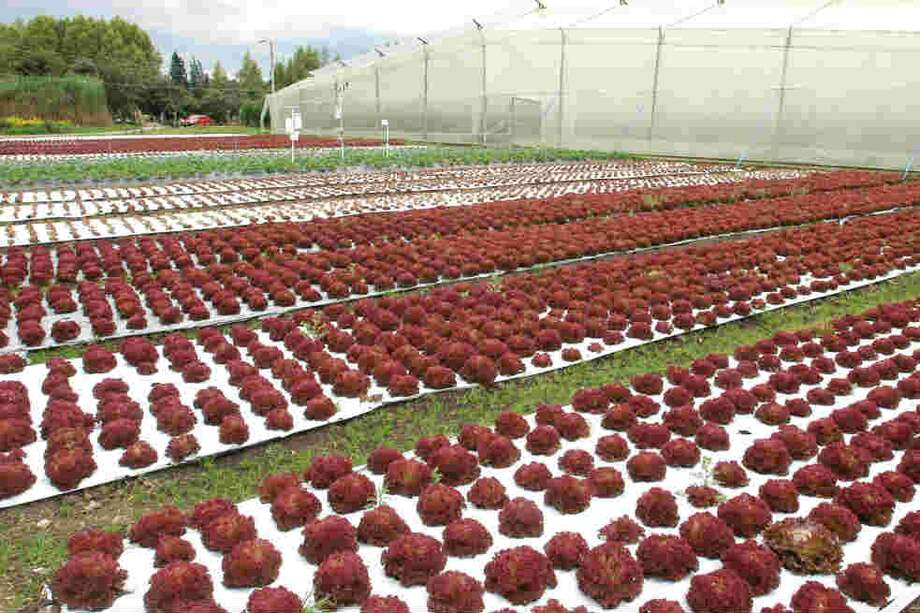 Para el campo se prevé una inflación de 3% este año. / Archivo