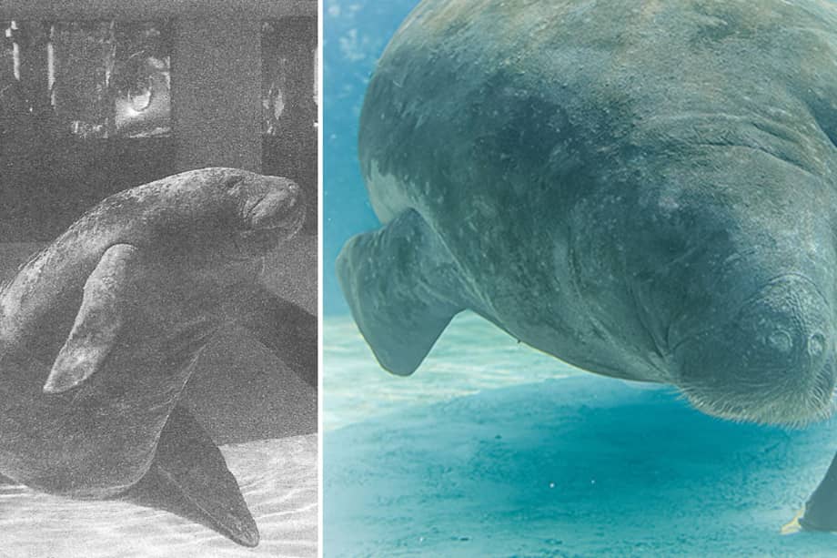 Se ha verificado que un manatí del Caribe ( Trichechus manatus ) llamado Romeo, que tiene al menos 71 años en 2026, es el manatí más viejo de la historia. /Guinness World Records