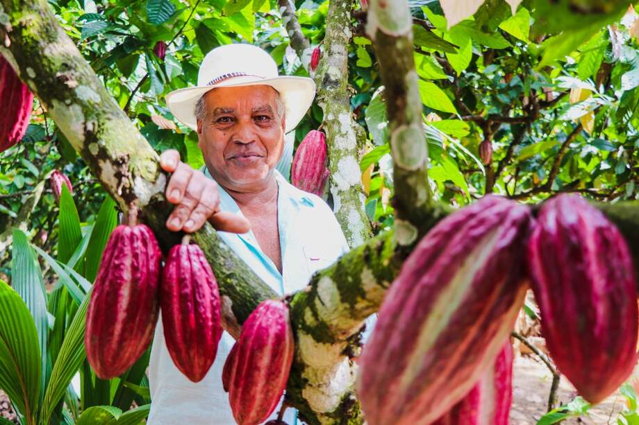 El cacao ha sido una alternativa para las regiones más afectadas por el conflicto armado. / ART