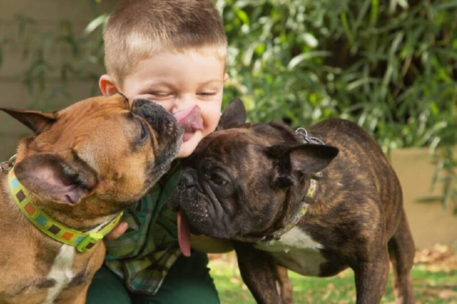 Las bacterias que tienen las mascotas, tanto las que tienen pedigree como las criollas, son las mismas. / Getty Images