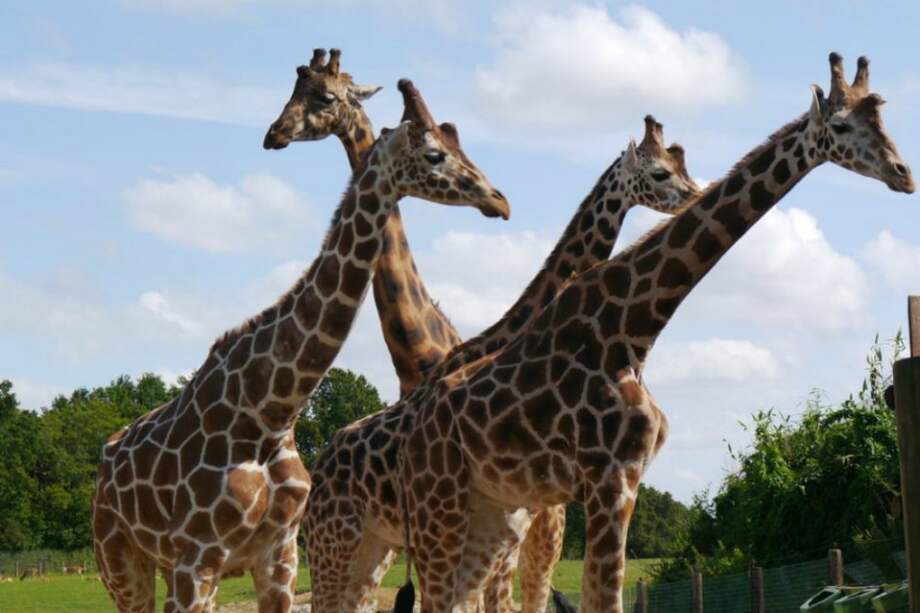 / Flickr - Pedro Reyna