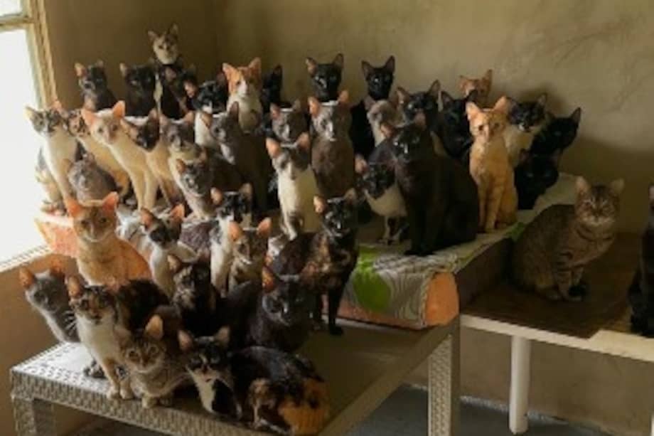 Varios de los animales rescatados requieren atención veterinaria urgente y procesos de recuperación.