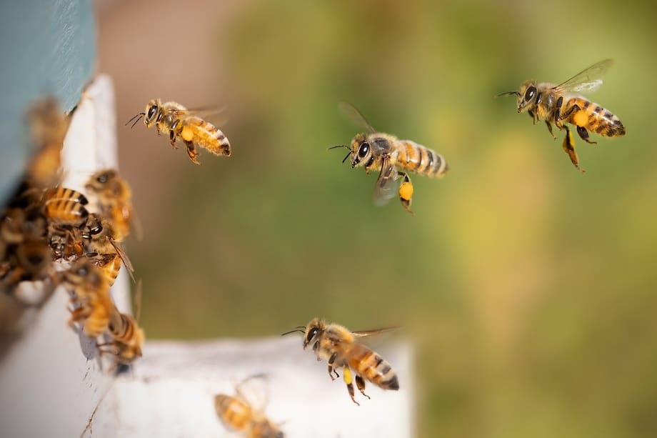 Presta atención a las indicaciones en caso de que encuentres una abeja en tu casa.
