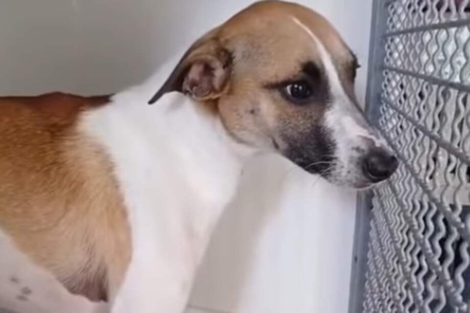 Cachaco fue devuelto en estado de miedo y confusión, tras dos meses en un hogar que no cumplió con el compromiso de la adopción.
