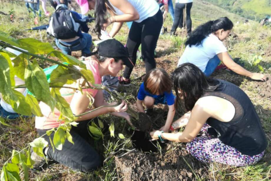 Durante la jornada se plantaron especies como gualandayes, chiminangos, guayabos y flores amarillo. / Alcaldía de Cali