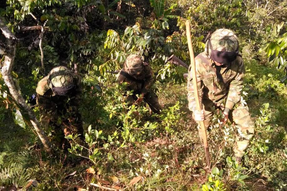 En tiempo récord Ejército destruyó un millón de matas de cultivos ilícitos