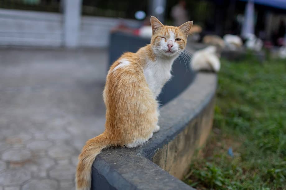 Los felinos pueden vivir tranquilos y estables en ambientes interiores enriquecidos y con estímulos adecuados.