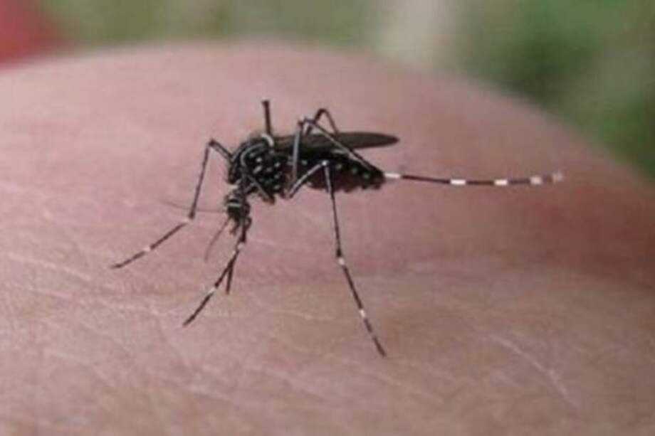 47 nuevos casos de zika se suman en Caldas