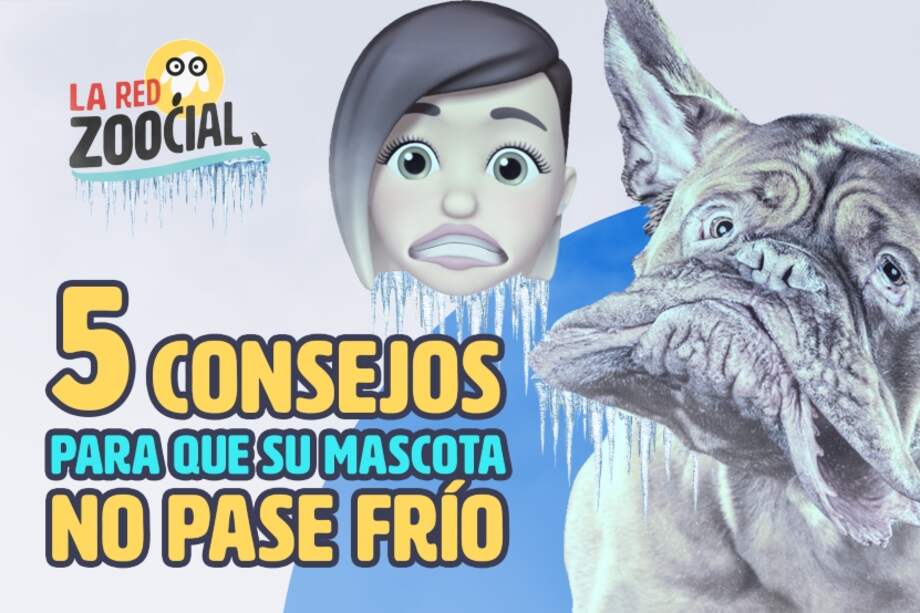 Cómo ayudar a sus mascotas cuando hace mucho frío.