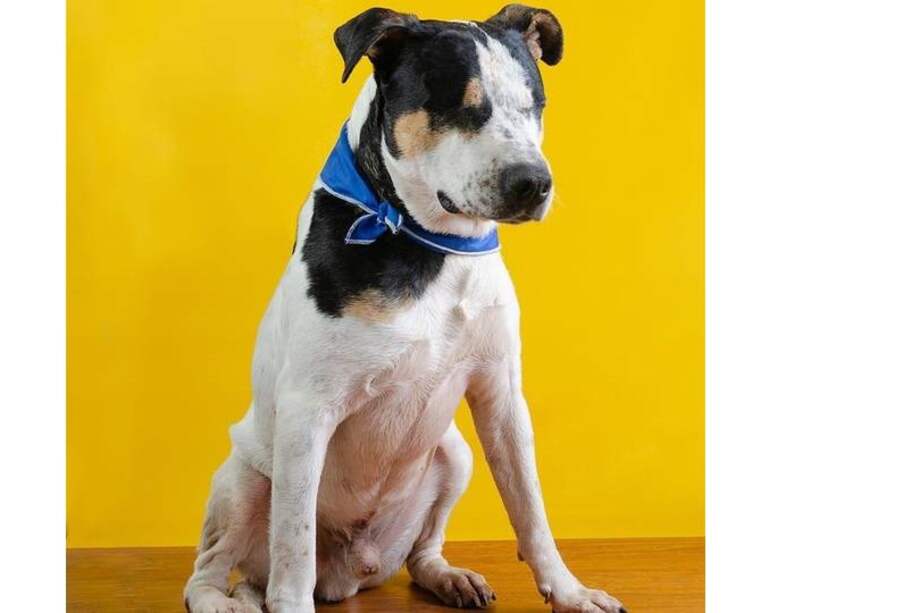 Thor tiene cuatro años de edad.