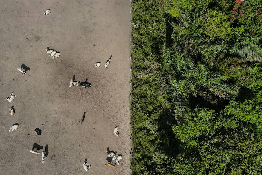 Mientras no haya paz ni monopolio de la fuerza por las autoridades, las cifras de deforestación dependerán del capricho de los grupos ilegales.