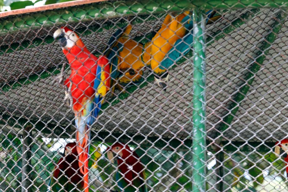 Seis guacamayas con las alas recortadas, un mono tití cabeciblanco y un tucán fueron rescatados por la CVC en una finca rural de Dagua, Valle del Cauca.